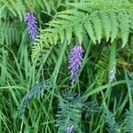 Vicia craccaFleur