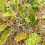 Stachys maritima Leaf