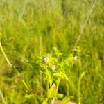 Galeopsis bifida Blatt