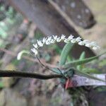 Bolusiella zenkeri Flower