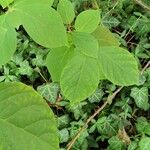 Halesia carolina Blad