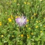 Volutaria muricata Fula