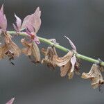 Salvia canariensis Fruit