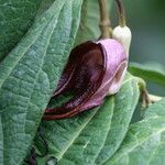 Aristolochia tricaudata Цветок