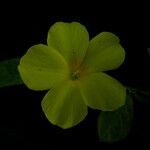Reinwardtia indica Flor