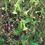 Nicotiana langsdorffii Habit