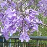 Jacaranda mimosifolia Цвят