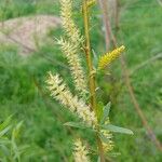 Salix nigra Flor