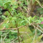 Rubus spectabilis Хабит