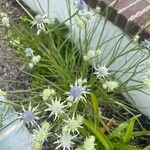 Eryngium aquaticum 花