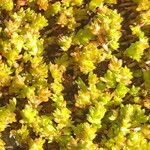 Crassula alata Hoja