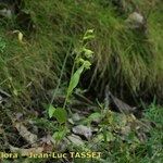 Epipactis rhodanensis Libunga