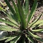 Agave filifera Leaf