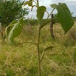 Solanum erianthum Tervik taim