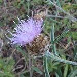 Centaurea decipiens 花