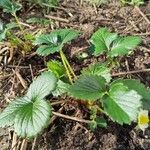 Fragaria × ananassa Blad