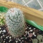 Mammillaria bombycina ᱥᱟᱠᱟᱢ