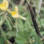 Lotus maritimus Flower