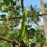 Psophocarpus tetragonolobus Fruit