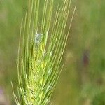 Hordeum secalinum Fruit