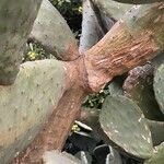 Opuntia maxima Bark