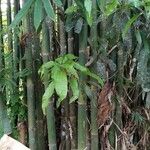 Dendrocalamus asper പുറംതൊലി