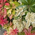 Pieris formosa Fula