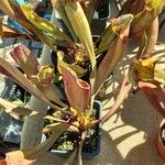Sarracenia psittacina Yaprak