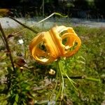 Lilium henryi Other