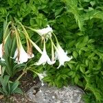 Crinum macowanii Hábitos