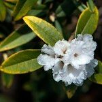 Rhododendron collettianum