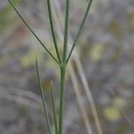 Aspidoglossum interruptum Leaf