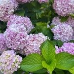 Hydrangea macrophyllaLorea