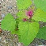 Chenopodium giganteum 葉