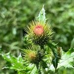 Cirsium mexicanum Floro