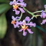 Oncidium ornithorhynchumBlüte