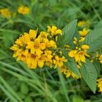 Lysimachia vulgarisᱵᱟᱦᱟ