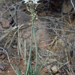 Asphodelus tenuifolius Flors