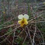 Viola arvensisFloare