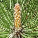 Pinus nigra Leaf