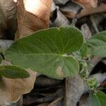 Ipomoea eriocarpa Blad