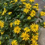 Sanvitalia procumbens Fula