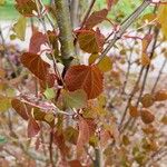 Cercidiphyllum japonicumLapas