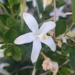 Turraea mombassana Λουλούδι