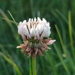 Trifolium hybridum Цветок