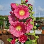 Alcea rosea花