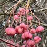 Euonymus europaeusFruit