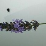 Lavandula pinnata Flower