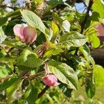 Malus sylvestris पत्ता