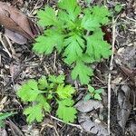 Artemisia princeps ഇല